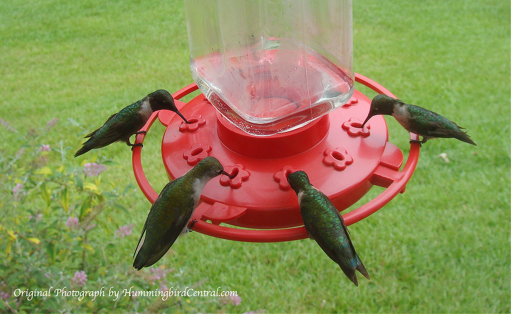 photo of Hummingbirds grouped on crowded feeder